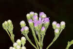 Coastal plain chaffhead